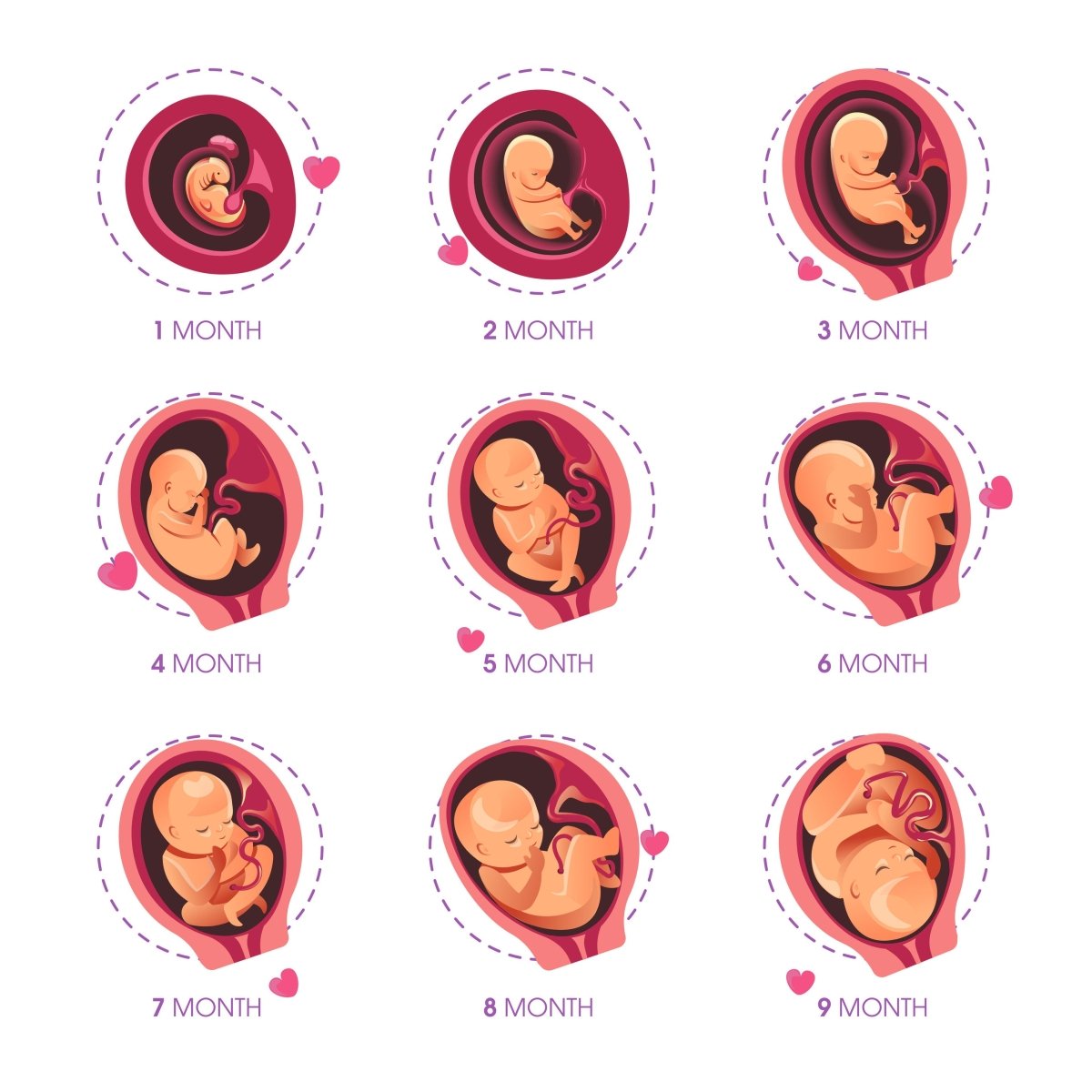 Pregnancy Trimesters and Fetal Development - What your baby looks at different stages of pregnancy - EarlyReveal